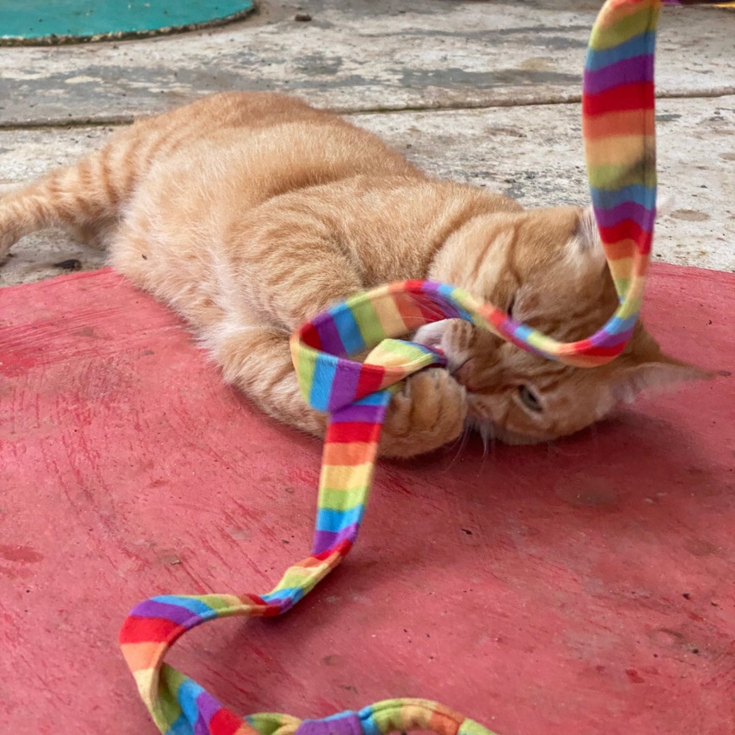 A Toy for a Rescue Cat – Chase, Pounce, Play