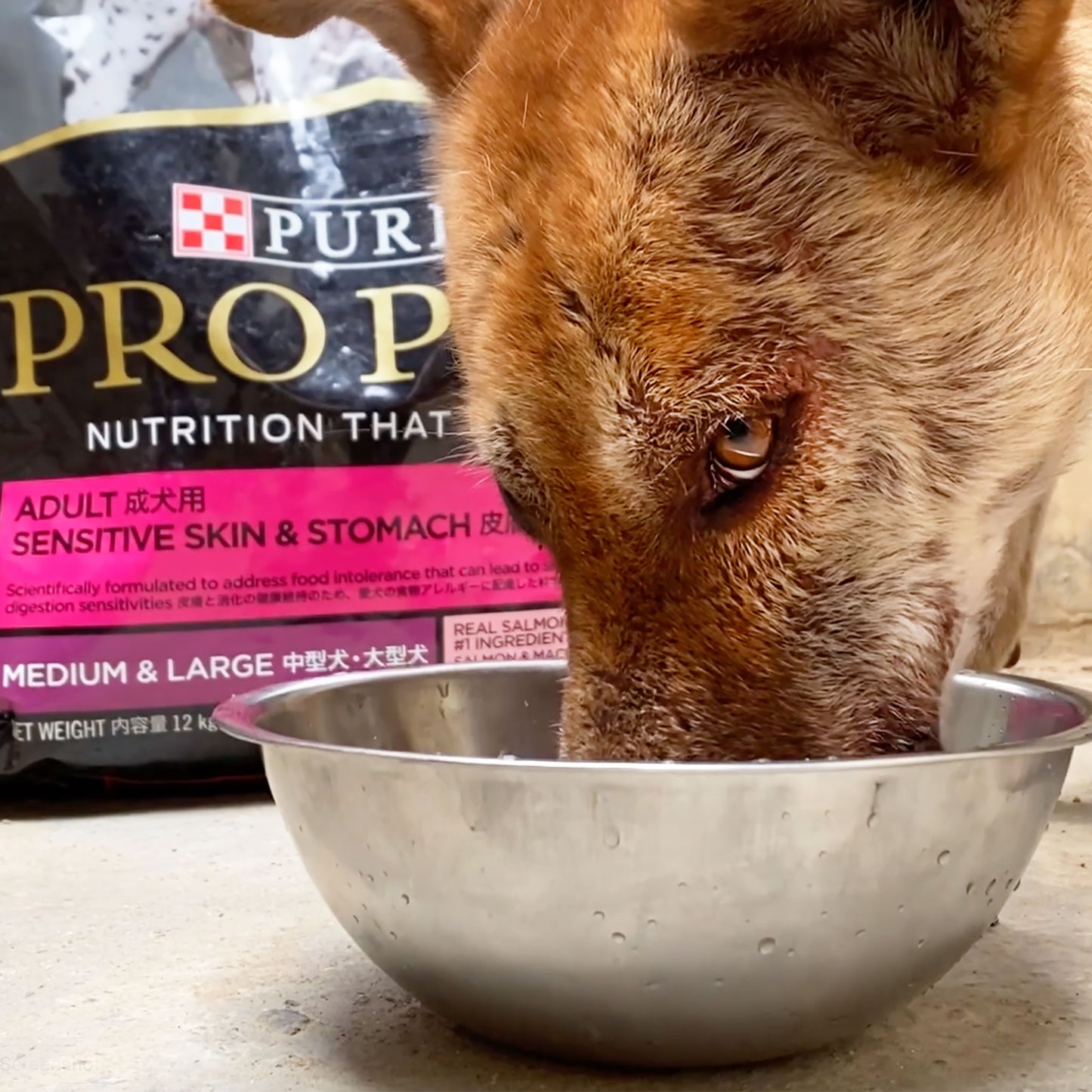 Hypoallergenic Food For Our Rescue Dogs – Relief in Every Bite