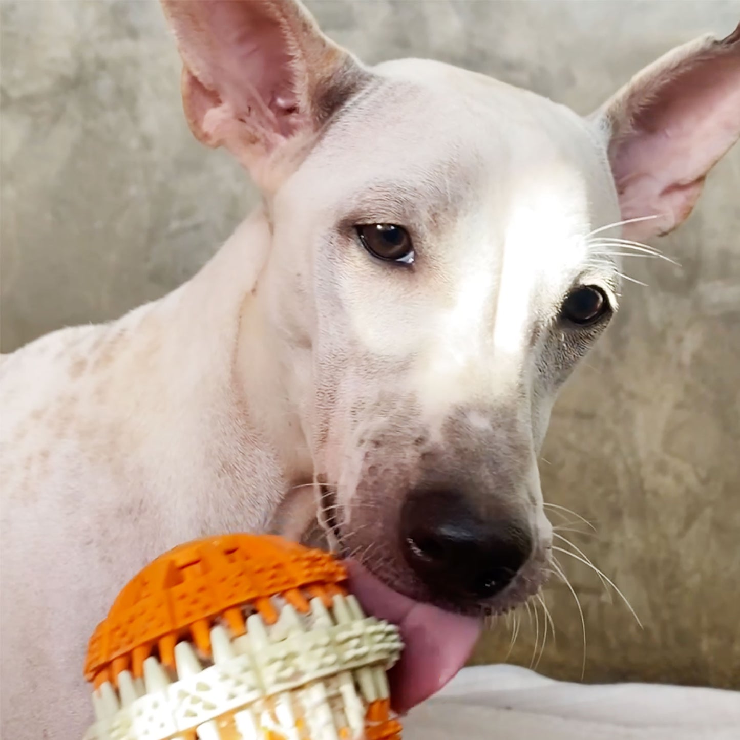 Toys for 4 Rescue Dogs – Joy in Every Bounce