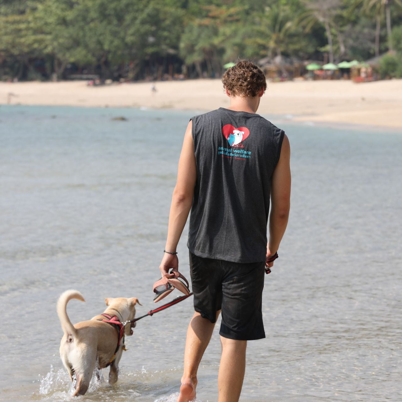 Dog walker with lead and harness