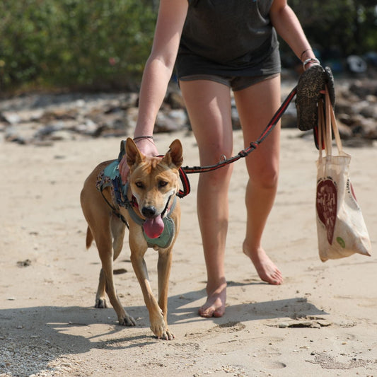 Dog walker with lead and harness