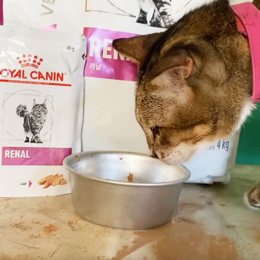Renal Food for Cats with Kidney Disease – A Gentle Meal