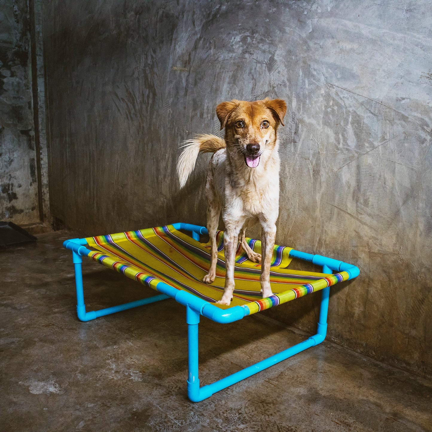 Elevated dog bed for comfortable sleeping