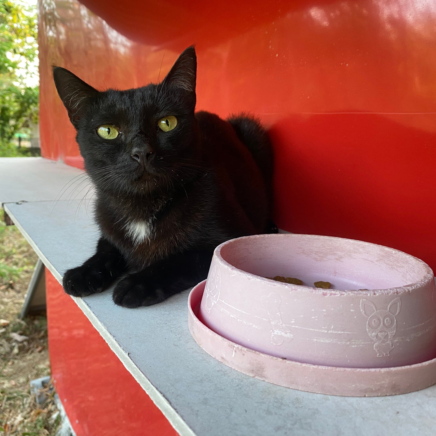 One Bag of Special Medical Food for Cats