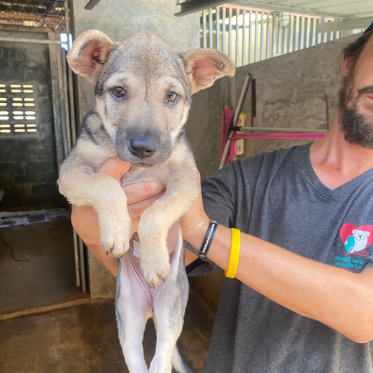 A Health & Protection Pack – A Puppy’s First Chance