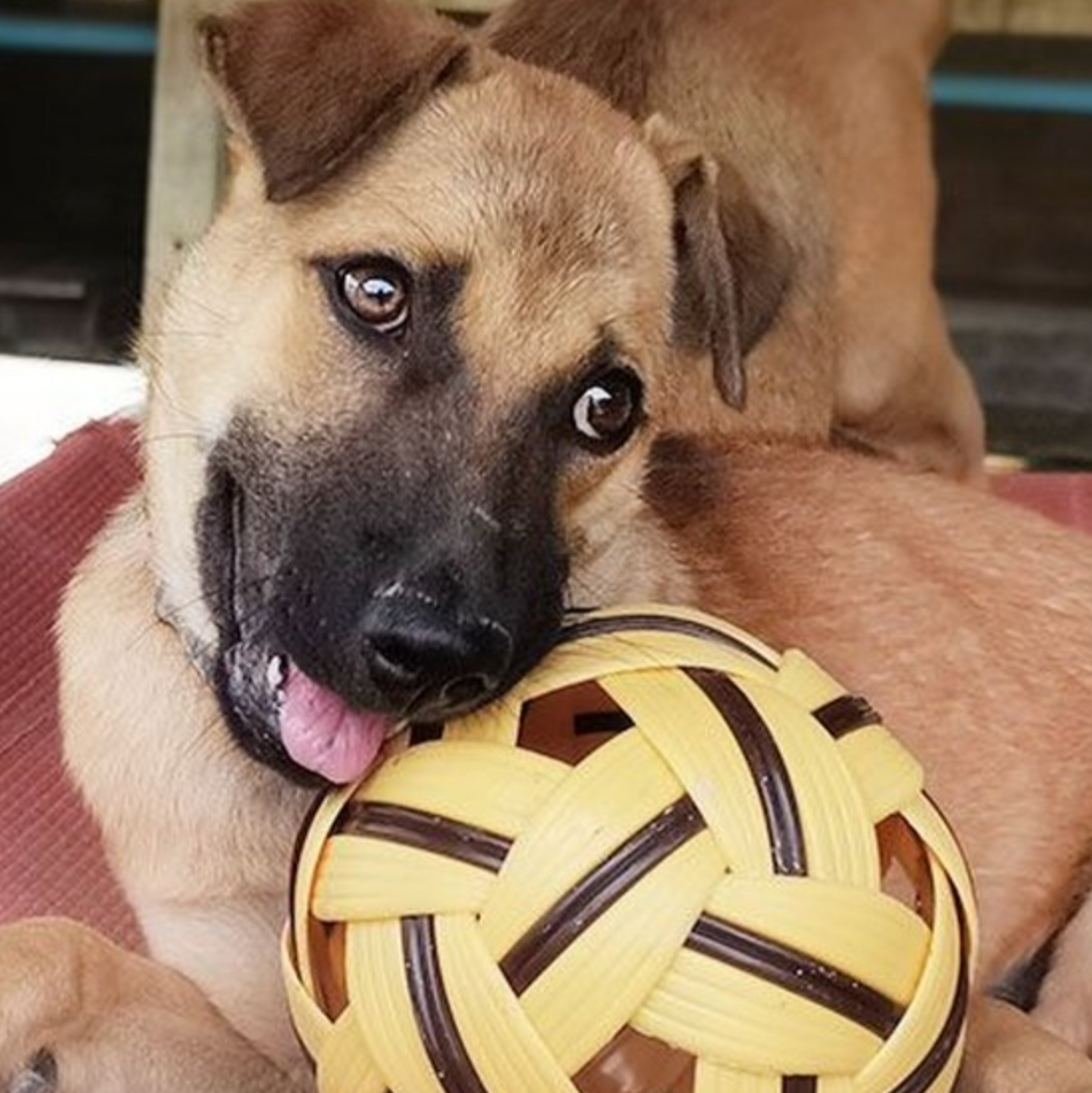 Toys for 4 Rescue Dogs – Joy in Every Bounce