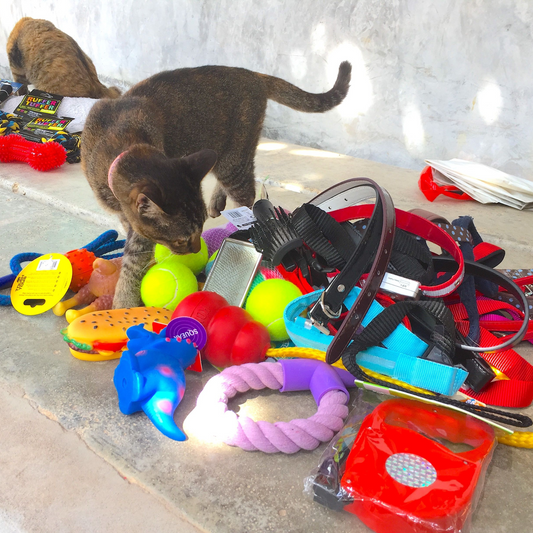 A Toy for a Rescue Cat –  Chase, Pounce, Play