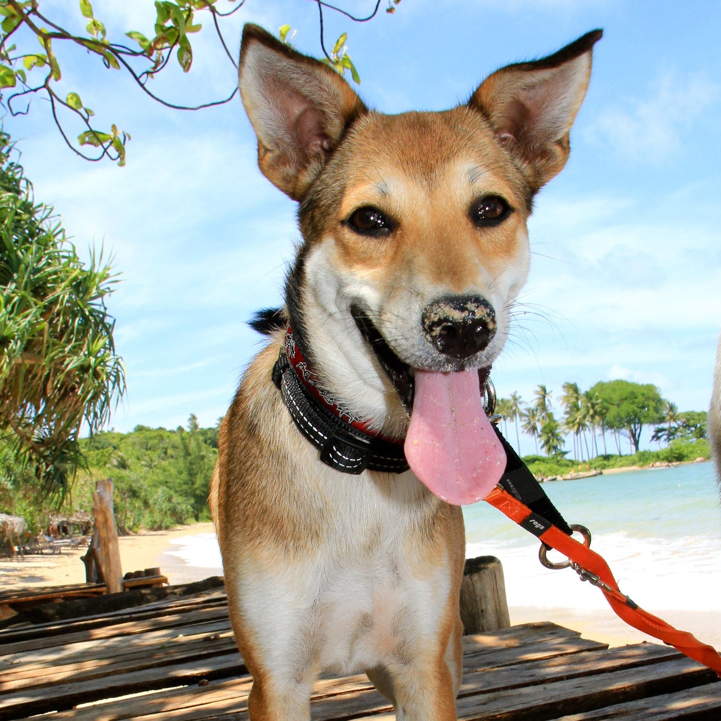 Dog walker with lead and harness