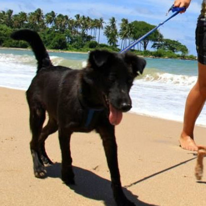 Dog walker with lead and harness